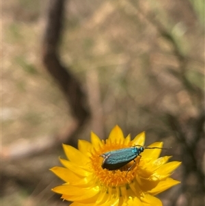 Pollanisus (genus) (A Forester Moth) at Acton, ACT by LeahC