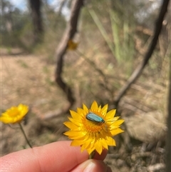 Pollanisus (genus) at Acton, ACT - 16 Nov 2024