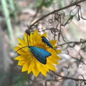 Pollanisus (genus) at Acton, ACT - 16 Nov 2024