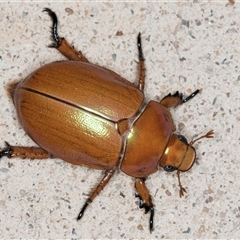 Anoplognathus montanus (Montane Christmas beetle) at Melba, ACT - 23 Nov 2024 by kasiaaus