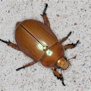 Anoplognathus montanus at Melba, ACT - 23 Nov 2024