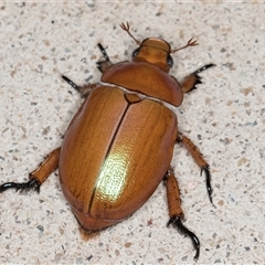 Anoplognathus montanus at Melba, ACT - 23 Nov 2024