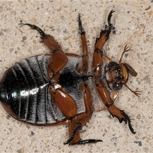 Anoplognathus montanus at Melba, ACT - 23 Nov 2024