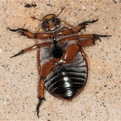 Anoplognathus montanus at Melba, ACT - 23 Nov 2024