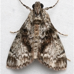 Stericta nephelodes (A Pyralid moth (Epipaschiinae) at Bulli, NSW - 23 Nov 2024 by jb2602