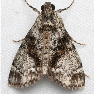 Stericta nephelodes (A Pyralid moth (Epipaschiinae) at Bulli, NSW by jb2602