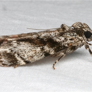 Stericta nephelodes at Bulli, NSW - 23 Nov 2024