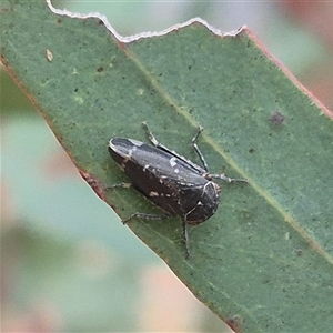 Eurymelinae (subfamily) (Unidentified eurymeline leafhopper) at Bungendore, NSW by clarehoneydove