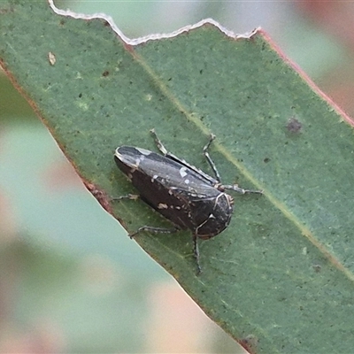 Eurymelinae (subfamily) (Unidentified eurymeline leafhopper) at Bungendore, NSW - 24 Nov 2024 by clarehoneydove