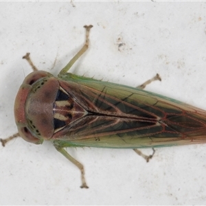 Austroagalloidinae sp. (sub-family) (A leafhopper) at Melba, ACT by kasiaaus