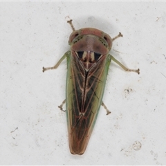 Austroagalloidinae sp. (sub-family) at Melba, ACT - 23 Nov 2024