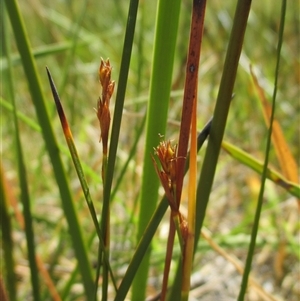 Machaerina acuta (pale twig-rush) at Black Rock, VIC by JasonPStewartNMsnc2016