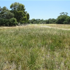 Machaerina acuta at Black Rock, VIC - 23 Dec 2016 10:18 AM