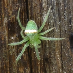 Araneus circulissparsus (species group) (Speckled Orb-weaver) at Herne Hill, VIC - 24 Nov 2024 by WendyEM