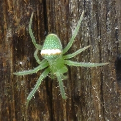 Araneus circulissparsus (species group) at Herne Hill, VIC - 23 Nov 2024 by WendyEM