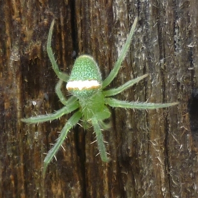 Araneus circulissparsus (species group) (Speckled Orb-weaver) at Herne Hill, VIC - 24 Nov 2024 by WendyEM