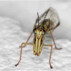 Spaminta minjerribae at Melba, ACT - 23 Nov 2024 09:34 PM