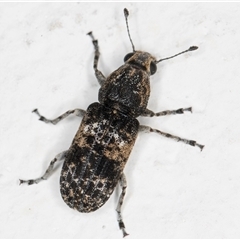 Dendropemon subfasciatus (Fungus weevil) at Melba, ACT - 23 Nov 2024 by kasiaaus