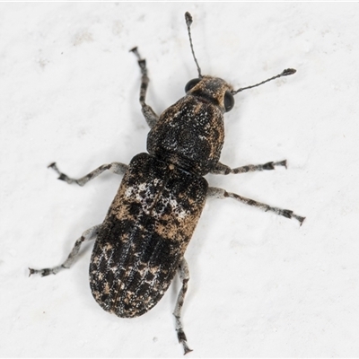 Dendropemon subfasciatus (Fungus weevil) at Melba, ACT - 23 Nov 2024 by kasiaaus