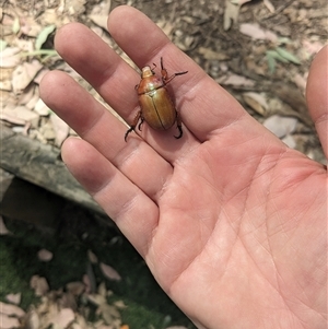 Anoplognathus montanus at Stromlo, ACT - 10 Nov 2024