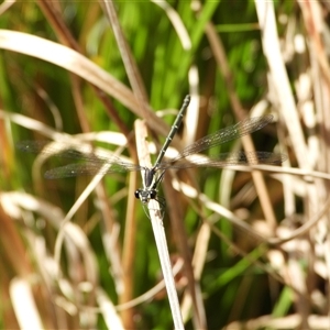 Austroargiolestes icteromelas (Common Flatwing) at Orangeville, NSW by belleandjason