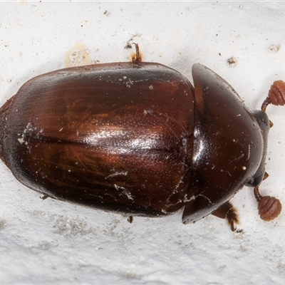 Cychramptodes murrayi (Wattle tick scale predator) at Melba, ACT - 23 Nov 2024 by kasiaaus