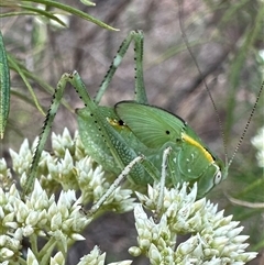 Caedicia sp. (genus) at Hackett, ACT - 23 Nov 2024 by Pirom