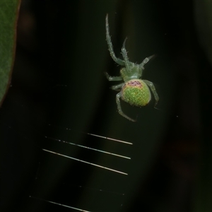 Araneus circulissparsus (species group) at Freshwater Creek, VIC by WendyEM