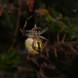 Araneus hamiltoni at Freshwater Creek, VIC by WendyEM