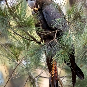 Calyptorhynchus lathami lathami (Glossy Black-Cockatoo) at Penrose, NSW by Aussiegall