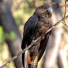 Calyptorhynchus lathami lathami at Penrose, NSW - suppressed
