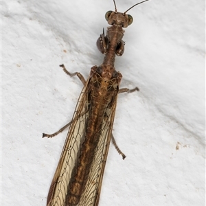 Mantispidae (family) at Melba, ACT - 23 Nov 2024 09:45 PM