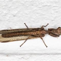 Mantispidae (family) at Melba, ACT - 23 Nov 2024 09:45 PM