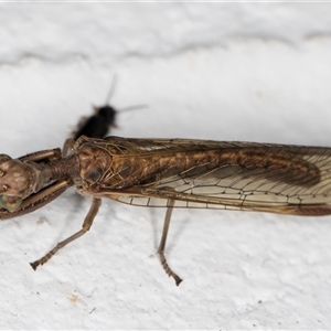 Mantispidae (family) at Melba, ACT - 23 Nov 2024 09:45 PM