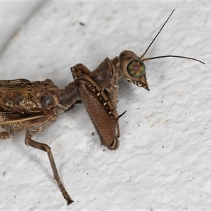 Mantispidae (family) at Melba, ACT - 23 Nov 2024 09:45 PM