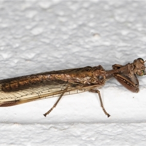 Mantispidae (family) at Melba, ACT - 23 Nov 2024 09:45 PM