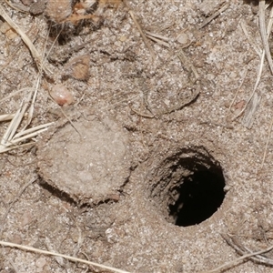 Portacosa cinerea (Grey wolf spider) at Freshwater Creek, VIC by WendyEM