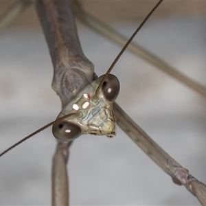 Archimantis sp. (genus) at Melba, ACT by kasiaaus