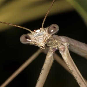 Archimantis latistyla at Melba, ACT - 23 Nov 2024 09:43 PM