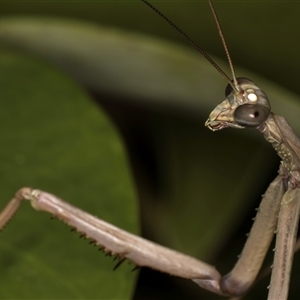 Archimantis latistyla at Melba, ACT - 23 Nov 2024 09:43 PM