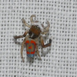 Maratus pavonis at Freshwater Creek, VIC - 17 Nov 2024