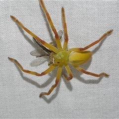 Neosparassus patellatus (Tasmanian Badge Huntsman) at Freshwater Creek, VIC - 16 Nov 2024 by WendyEM