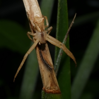 Sidymella trapezia (Trapezoid Crab Spider) at Freshwater Creek, VIC - 16 Nov 2024 by WendyEM