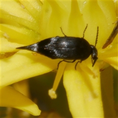 Mordellidae (family) (Unidentified pintail or tumbling flower beetle) at Freshwater Creek, VIC - 22 Nov 2024 by WendyEM