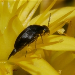 Mordellidae (family) at Freshwater Creek, VIC - 22 Nov 2024