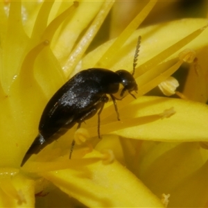 Mordellidae (family) at Freshwater Creek, VIC - 22 Nov 2024