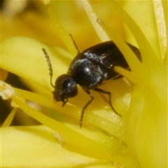 Mordellidae (family) at Freshwater Creek, VIC - 22 Nov 2024 10:38 AM