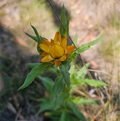 Xerochrysum bracteatum (Golden Everlasting) at Captains Flat, NSW - 22 Nov 2024 by Csteele4