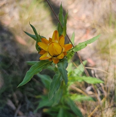 Xerochrysum bracteatum at Captains Flat, NSW - 21 Nov 2024 by Csteele4