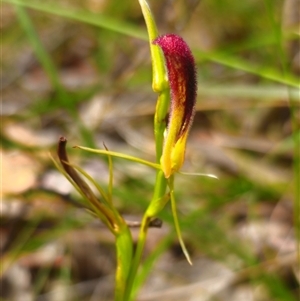 Cryptostylis hunteriana (Leafless Tongue Orchid) at Mannering Park, NSW by Csteele4